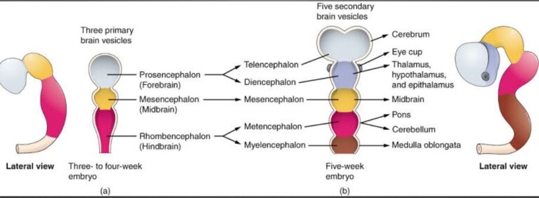 Embryogenesis and Fetal Development - Department of Obstetrics and ...