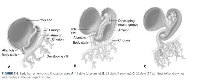 Embryological Rotation Embryogenesis and Fetal Development - Department of Obstetrics and ...