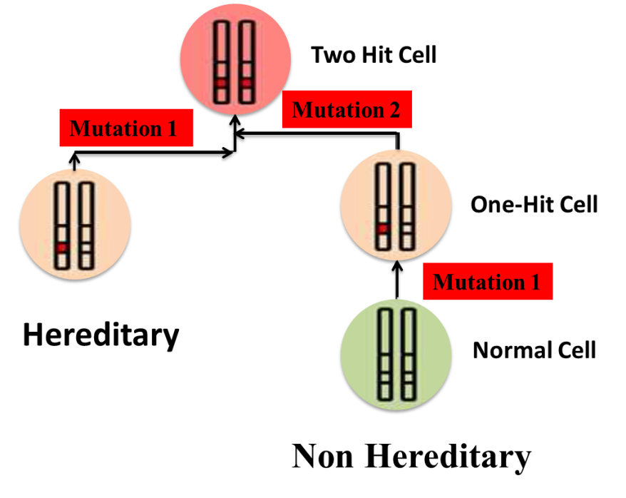 A diagram of a number of mutation Description automatically generated with medium confidence