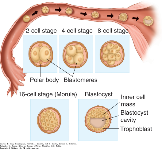 The image shows a diagram depicting zygote cleavage and blastocyst formation.