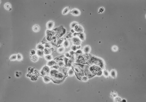 A close-up of a microscope Description automatically generated