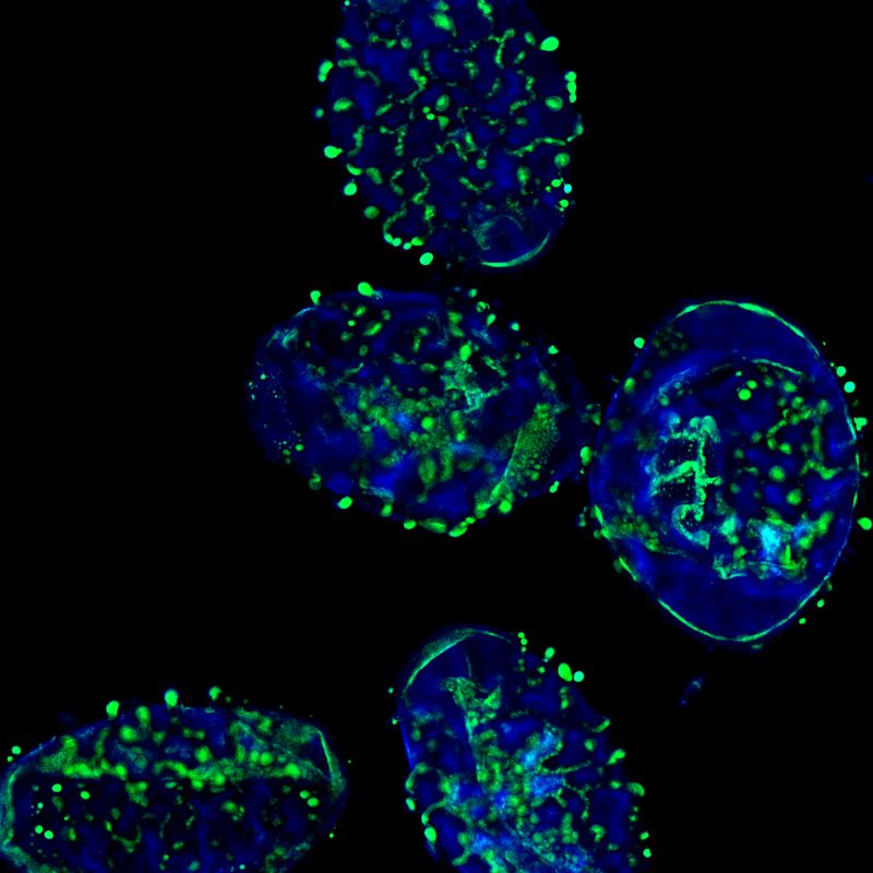 ภาพเกสรดอกพลับพลึง ถ่ายด้วยกล้อง Olympus FV3000 Confocal Microscope objective 20X